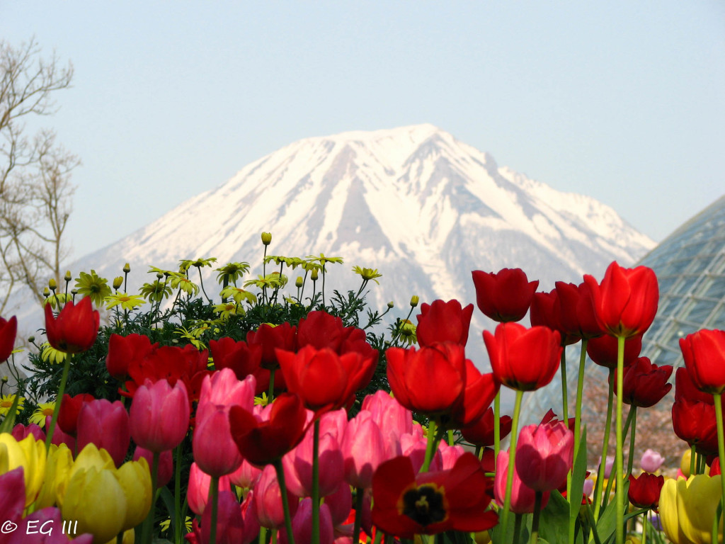 View of Mt. Daisen from the flower park