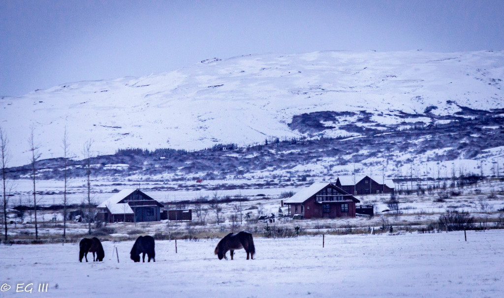 horses1