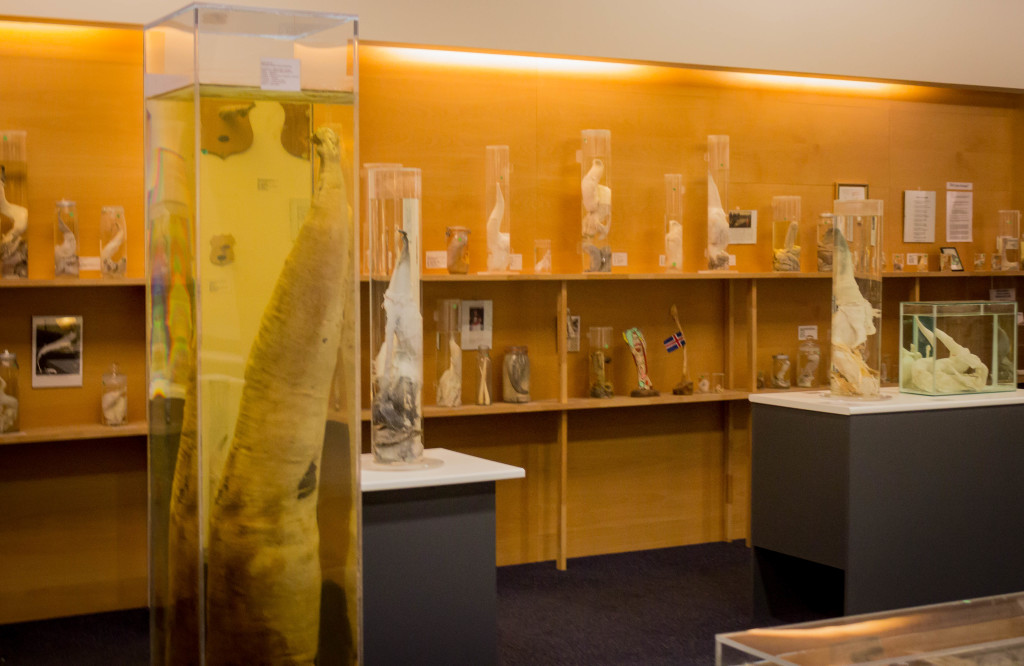 Various penises on display at The Phallological Museum