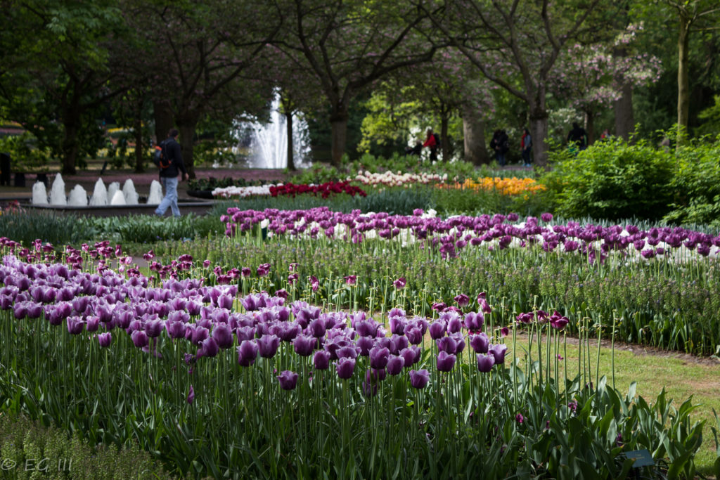 tulips at Keukenhof