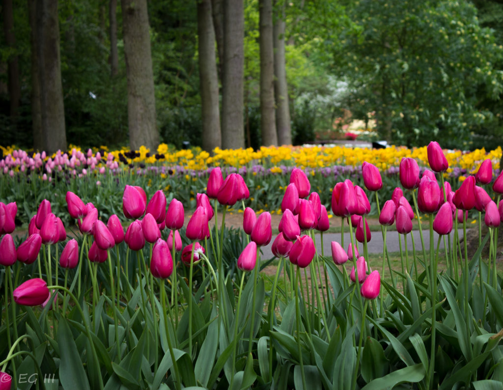 Pink Tulips