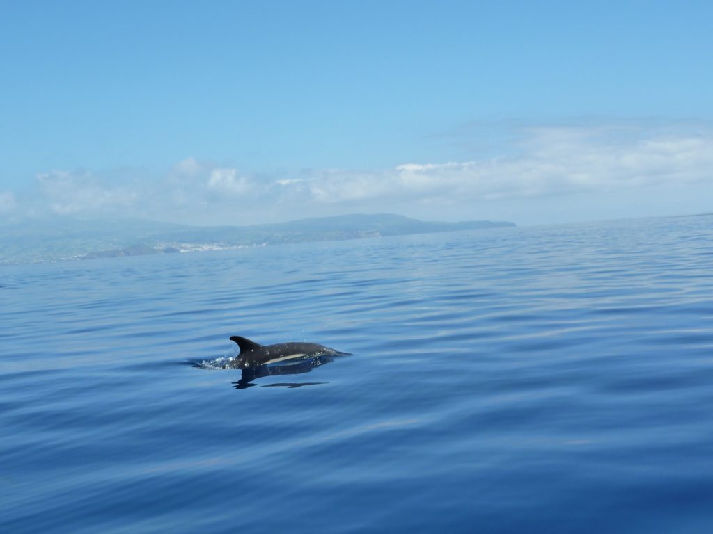 Dolphin watching off the coast