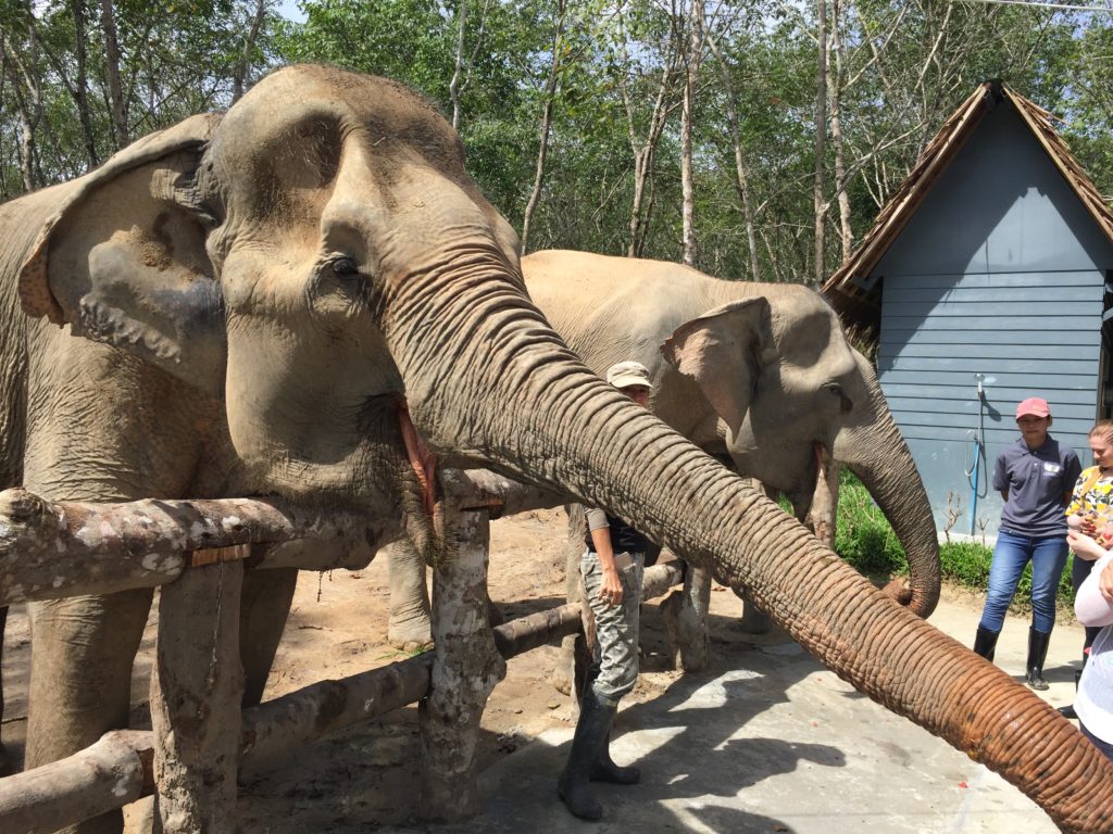 greeting elephants