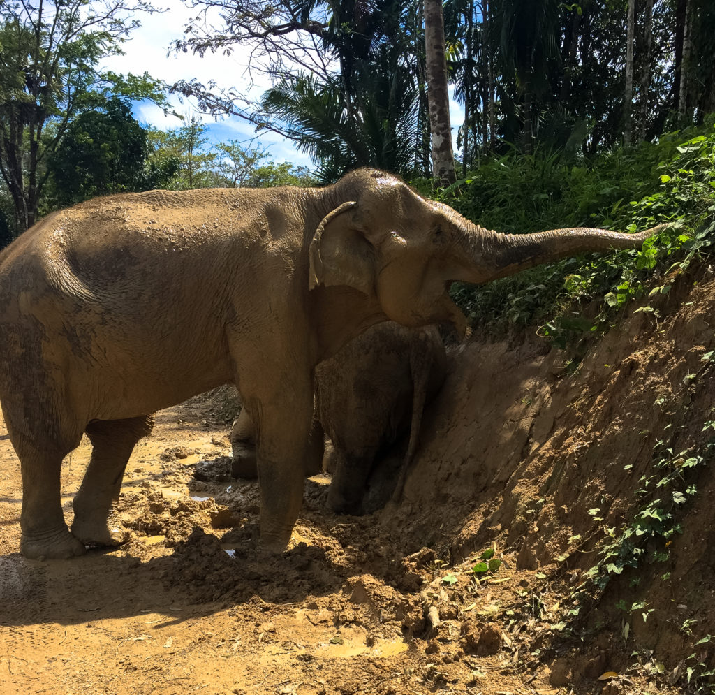 Elephant eating