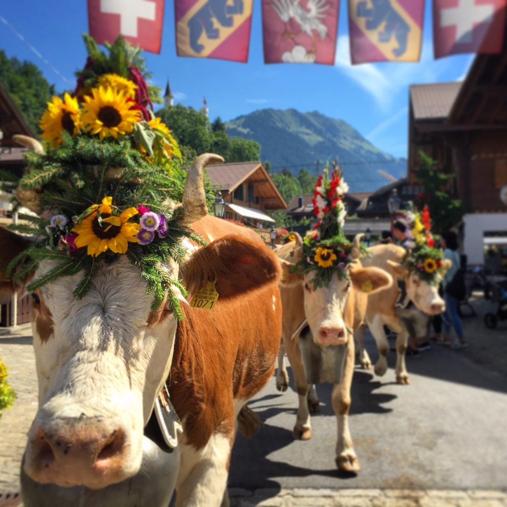 Annual cow procession in downtown Gstaad