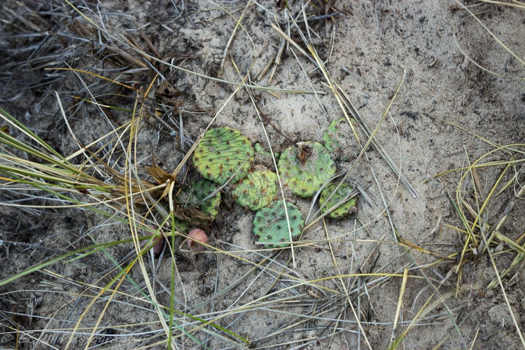 Indiana Cactus