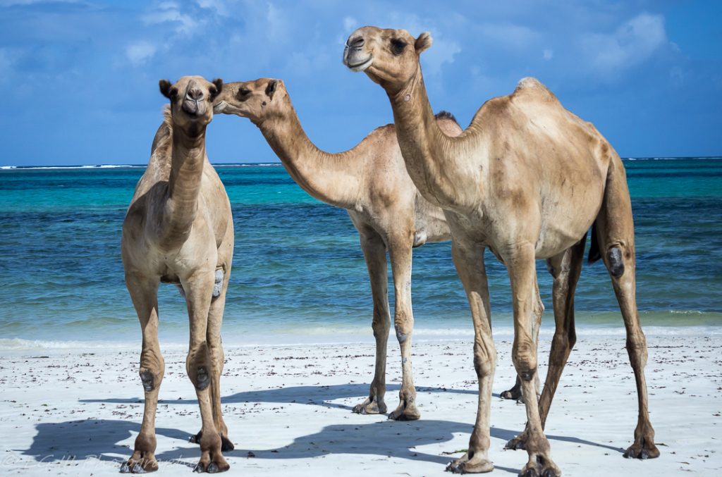 Camels on the beach of Kenya's Coastal Second City