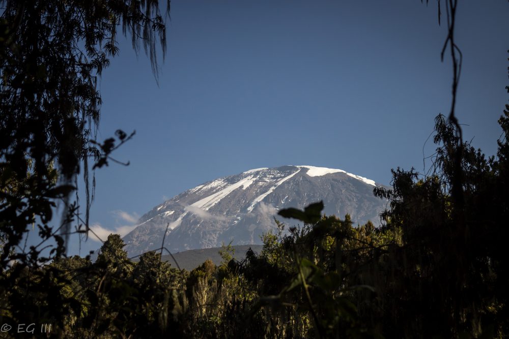 Kilimanjaro through the trees